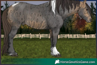 Horse Color:Buckskin Ice Tobiano