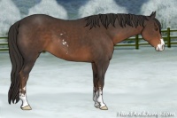 Horse Color:Liver Chestnut Sabino 