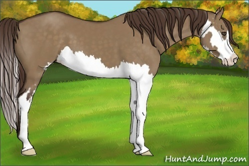 Horse Color:Liver Red Dun Splash Frame