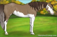 Horse Color:Liver Red Dun Splash Frame 