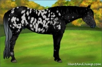 Horse Color:ERROR: UNKNOWN ANOMALY