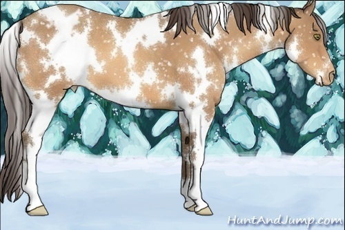Horse Color:White Spotted Sable Champagne Snowflake Varnish
