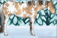 Horse Color:White Spotted Sable Champagne Snowflake Varnish