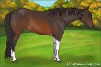 Horse Color:Buckskin Tobiano 