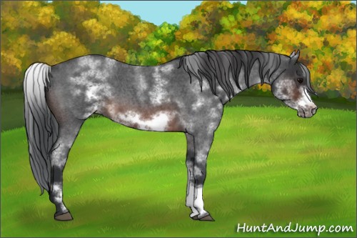 Horse Color:White Spotted Brown Roan Frame 