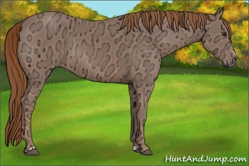 Horse Color:Chestnut Ice Sabino 