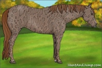 Horse Color:Chestnut Ice Sabino 