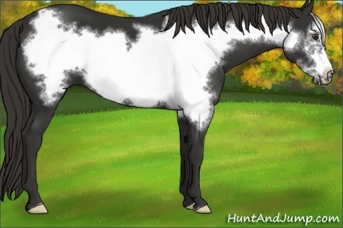 Horse Color:Liver Chestnut Frame 