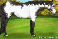 Horse Color:Liver Chestnut Frame