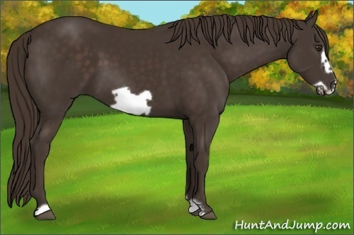 Horse Color:Liver Chestnut Frame 