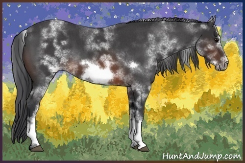 Horse Color:White Spotted Brown Roan Frame