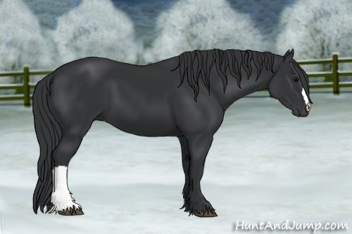 Horse Color:Black 