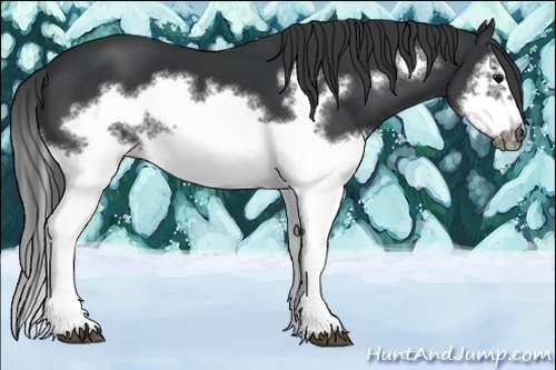 Horse Color:Black Splash Frame