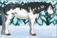 Horse Color:Black Splash Frame