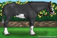 Horse Color:Black Splash Frame 