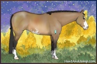 Horse Color:Bay Dun Sabino