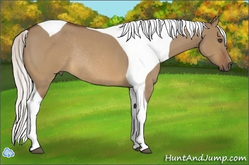 Horse Color:Silver Brown Roan Dun Tobiano Frame Rabicano
