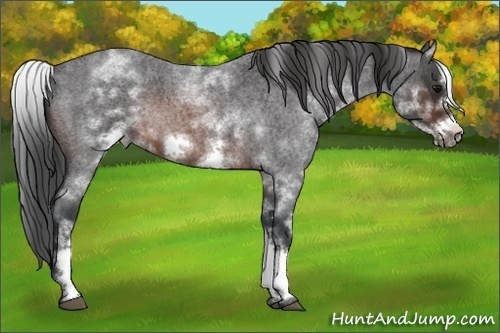 Horse Color:White Spotted Brown Roan Frame 
