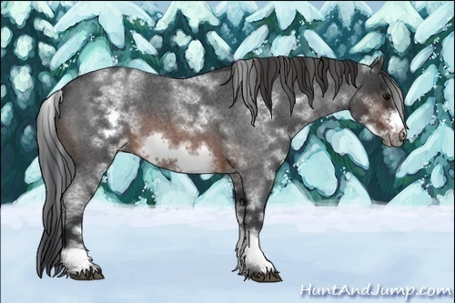 Horse Color:White Spotted Brown Roan Frame 