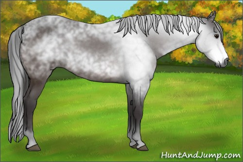 Horse Color:Unknown 