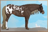 Horse Color:Liver Chestnut Appaloosa 