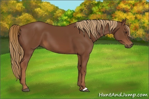 Horse Color:Chestnut 