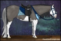 Horse Color:Grullo Splash 