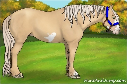 Horse Color:Gold Cream Champagne Frame 