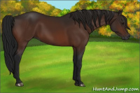 Horse Color:Gray Bay 