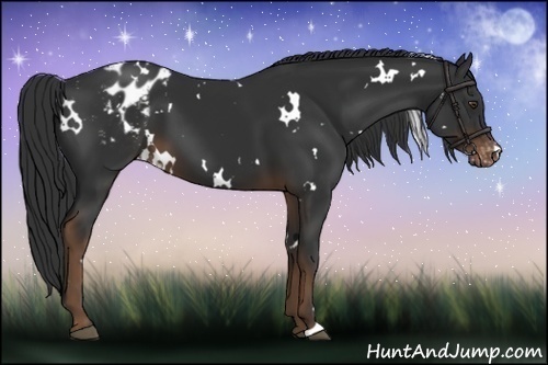 Horse Color:White Spotted Liver Chestnut Varnish