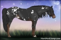 Horse Color:White Spotted Liver Chestnut Varnish