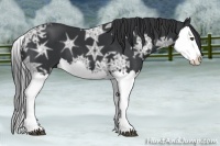 Horse Color:Black Ice Splash 