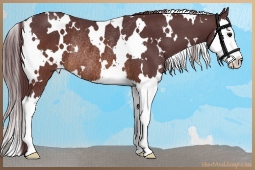 Horse Color:White Spotted Chocolate Brown Splash Rabicano 