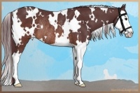 Horse Color:White Spotted Chocolate Brown Splash Rabicano