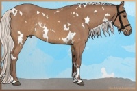 Horse Color:White Spotted Chocolate Silver Buckskin Rabicano
