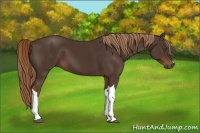 Horse Color:Liver Chestnut 