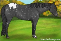 Horse Color:Blue Roan Appaloosa 