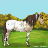 Horse Color:White Spotted Liver Red Dun Appaloosa Rabicano 