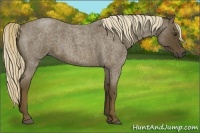 Horse Color:Chocolate Palomino Roan 