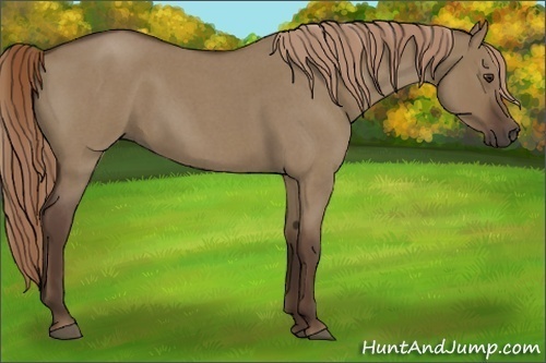 Horse Color:Liver Red Dun Roan 