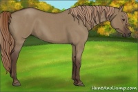 Horse Color:Liver Red Dun Roan 