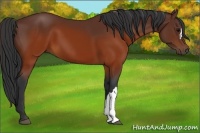 Horse Color:Brown 
