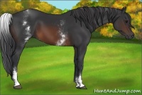 Horse Color:White Spotted Brown 