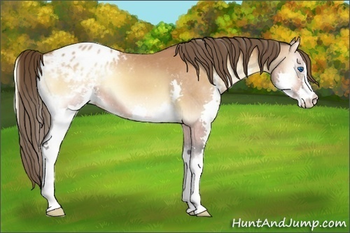 Horse Color:Bay Onyx Splash Appaloosa 