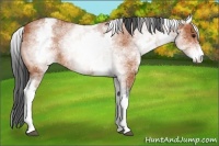Horse Color:White Spotted Bay 