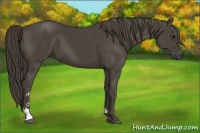Horse Color:Smoky Black Sabino