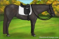 Horse Color:Liver Chestnut Rabicano 