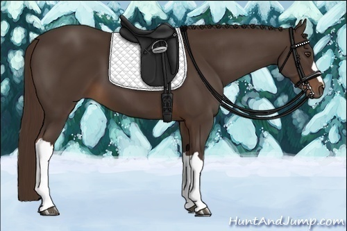 Horse Color:Liver Chestnut 