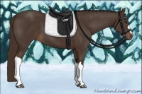 Horse Color:Liver Chestnut 