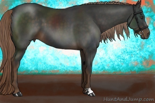 Horse Color:Liver Chestnut 
